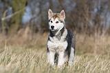 ALASKAN MALAMUTE 880